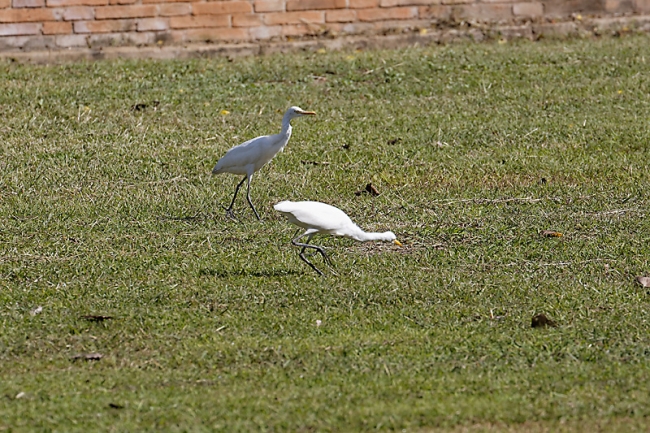 Wat Ratchaburana-051